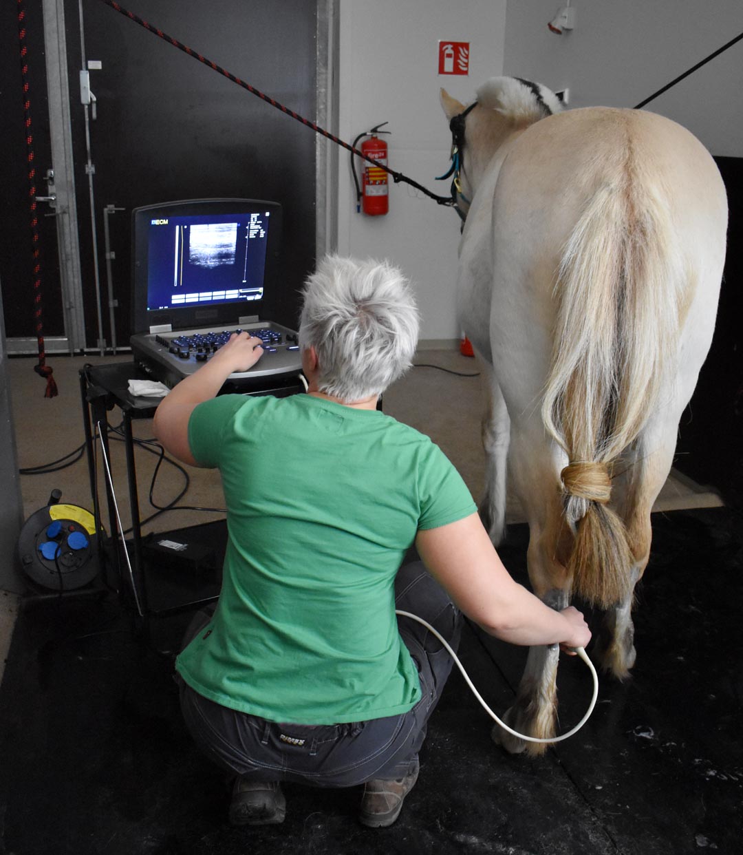 Hevosen jalan ultraaminen