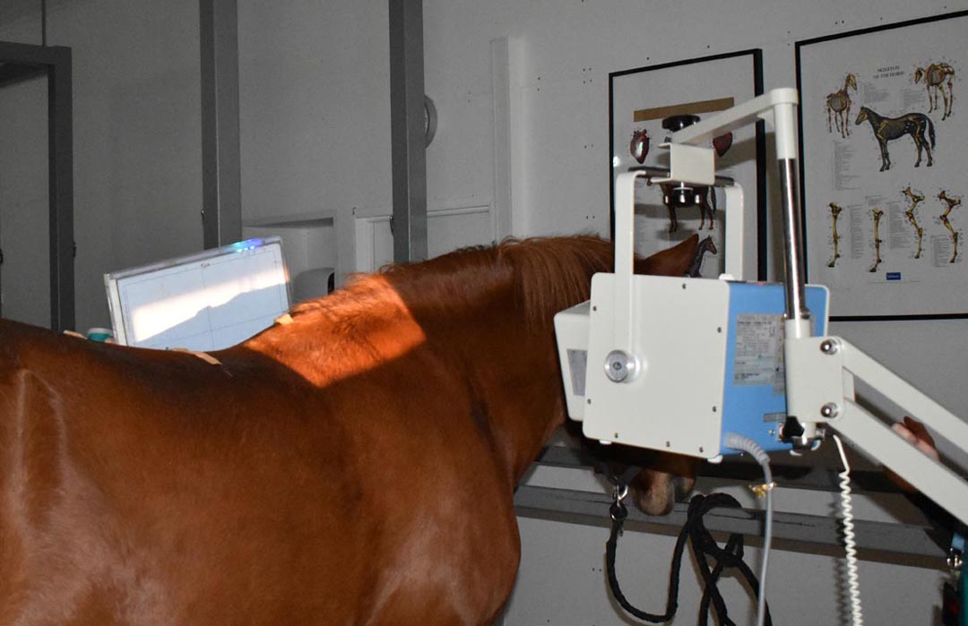 Hevosen selästä otetaan röntgenkuva.