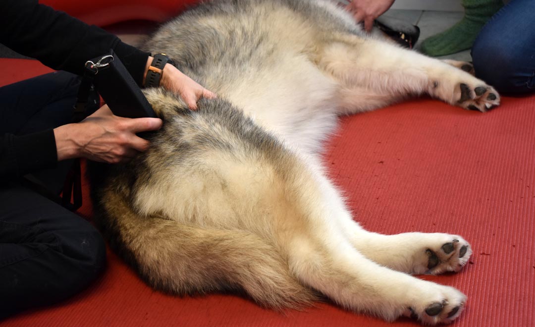Eläinsysioterapeutti antaa koiralle laserhoitoa.