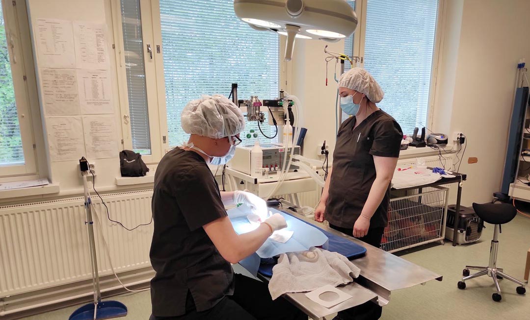 Eläinlääkäri leikkaa ja hoitaja valvoo anestesiaa