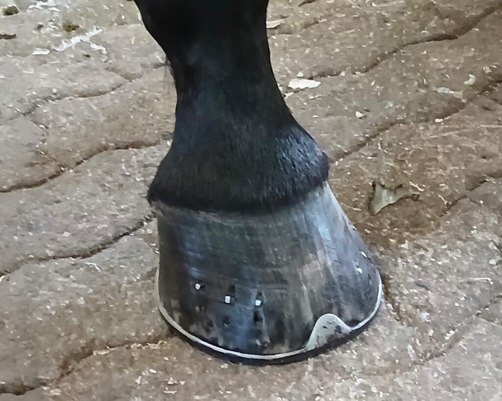 Aitovet. Kengityspalvelut