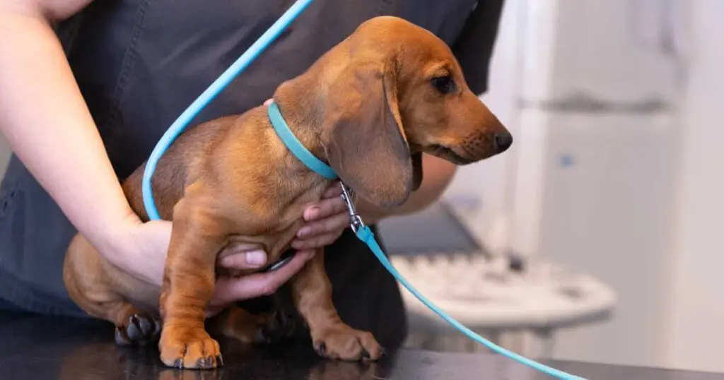 suorakorvaus eläinlääkäri